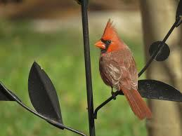 redbird