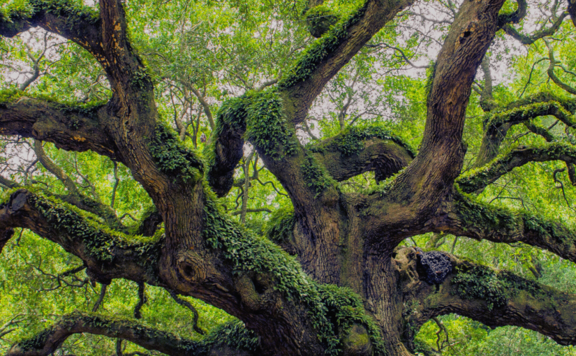 Returning to the Tree: Writing Where the Story&nbsp;Lives